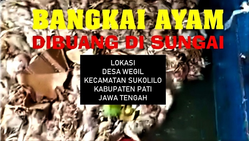 Ribuan Bangkai Ayam Dibuang Di Sungai