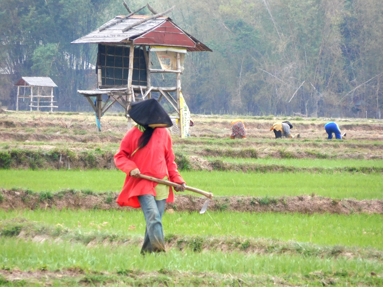 Pekerjaan disektor pertanian berpeluang digantikan oleh mesin / Clakclik.com