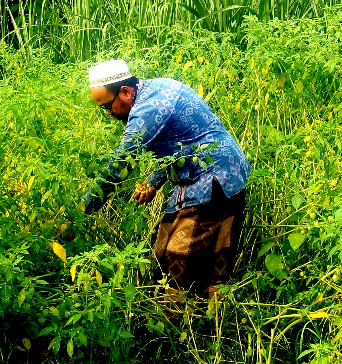 seorang warga sedang memanen buah Ceplukan yang tumbuh liar di kebun tebu di Desa Sokopuluhan, Kecamatan Pucakwangi, Pati (Maret 2019)