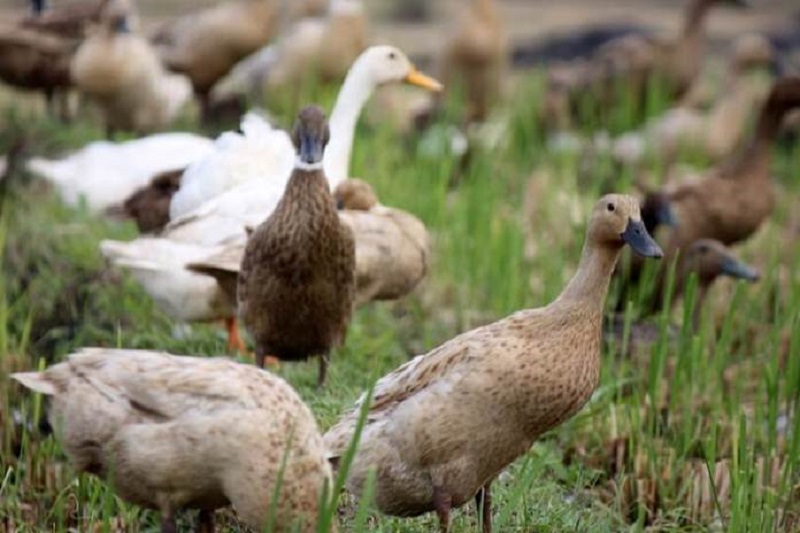 Bebek di sawah / Pertanianku