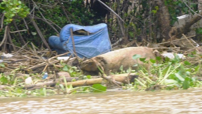 Sampah di mangrove Sungai Juwana, Minggu (5/1/2020) / Clakclik.com