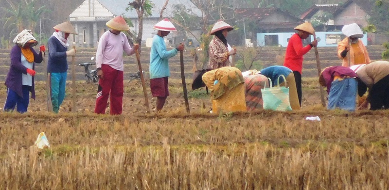 Petani di Desa Plosorejo, Pucakwangi menanam padi dengan metode gogo rancah, Senin (4/11/2019) / Clakclik.com