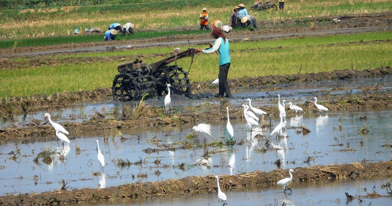 Petani sedang menanam padi dan mentraktor lahan ditemani burung-burung di Desa Tondomulyo, Jakenan, Selasa (13/7/2021) / Foto: Clakclik.com